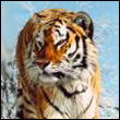 icahysy's Avatar